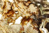 Funky Petrified Wood (Cypress) Slab - Saddle Mountain, WA #258224-1